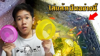 ทำไมต้องใส่ตะกร้าในบ่อปลา l  คุณพ่อคราฟ