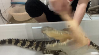 小鳄鱼爱洗澡（快到模糊