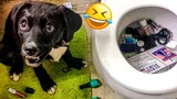 Funniest Cats And Dogs Videos ðŸ˜… - Best Funny Animal Videos 2022 ðŸ¥°