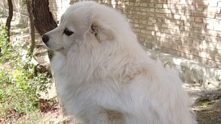 Dog: My mood went through a rollercoaster in just a few minutes