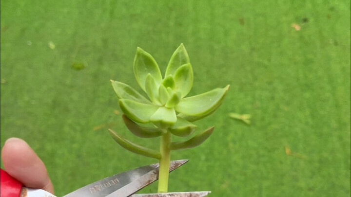 Transforming Leggy Succulents