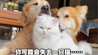 千万不要猫狗同养！？