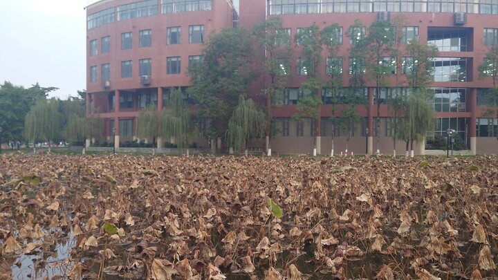 Who knew that Chengdu University would release Call of Silence and Attack on Titan today, which comb