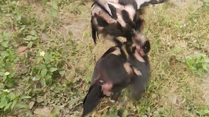 One month old Dancers.