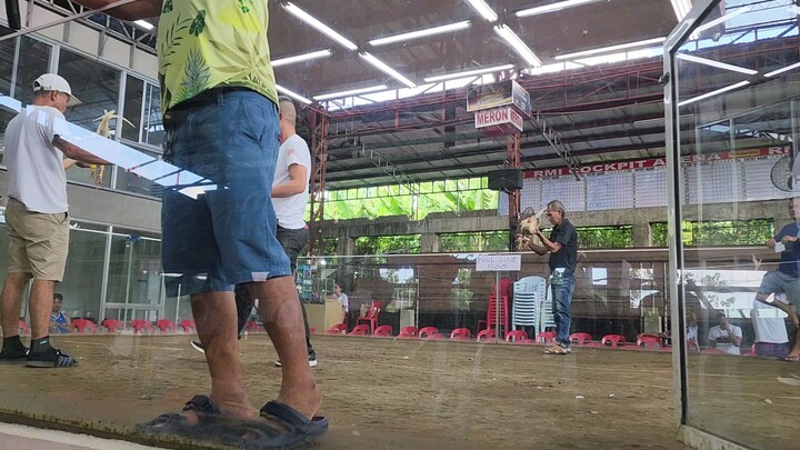 Unang pagkondisyon ko sa Manok (Semibalang) 13 months old. Result: Draw