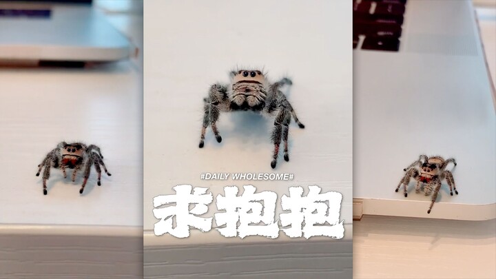 A little jumping spider asks for a hug
