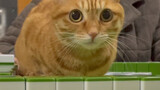 [Động vật]Chú mèo đáng yêu ngồi trên bàn mạt chược