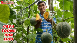 Cách Trồng Dưa Lưới Trong Không Gian Hẹp Cho Quả To Tròn Và Ngọt Tại Nhà | NKGĐ