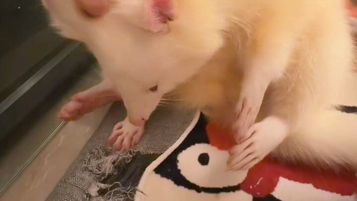 ทำไมถึงมาหักเสื่อของฉันล่ะ!!!!