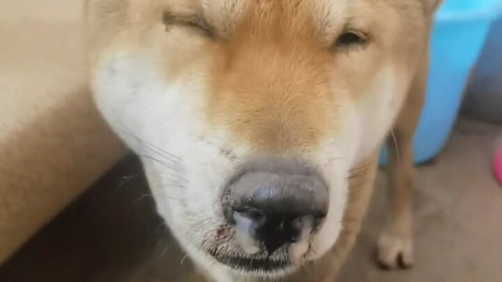 This dog really has a traditional Chinese medicine system!