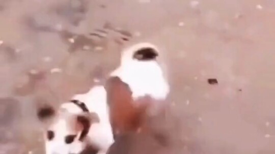 Early fun videos by Brother Dao