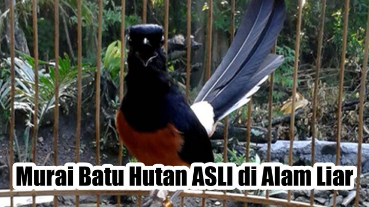 Murai Batu Hutan ASLI di Alam Liar