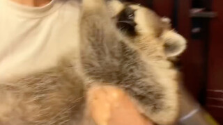 Raccoon's Daily Weightlifting Routine