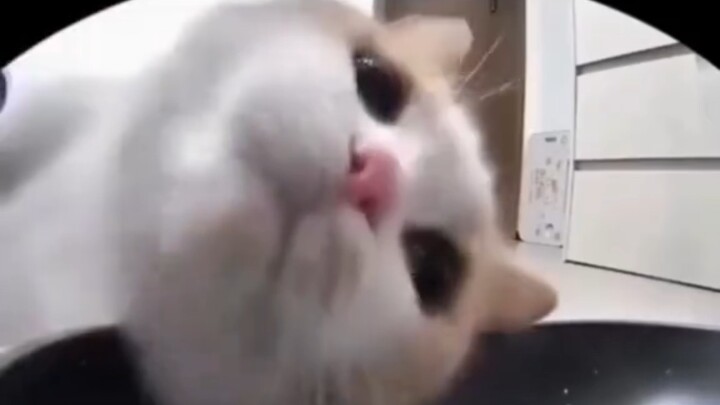 น้องแมวไปกินข้าวอย่างมีความสุข
