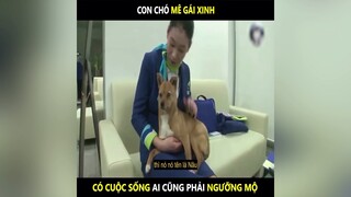 Chắc nhiều người cũng đang muốn làm chú chó đấy #videohai