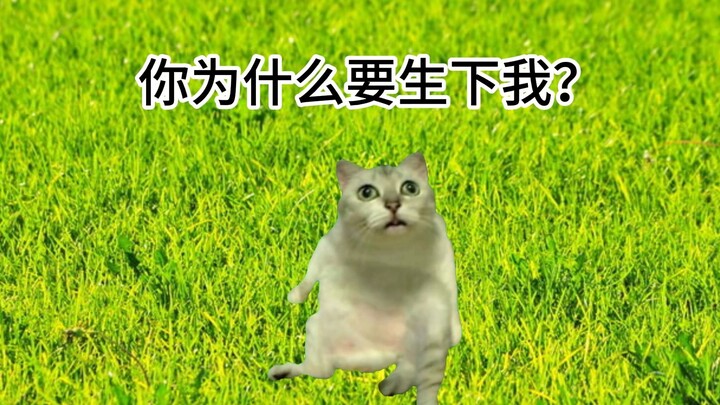 【猫meme】关于我倒霉离谱的人生这件事