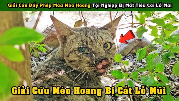 Cuộc Giải Cứu Đầy Phép Màu Chú Mèo Hoang Bị Mất Tiêu Cái Lỗ Mũi Vô Cùng Tội Nghiệp | Tám Tới Tấp