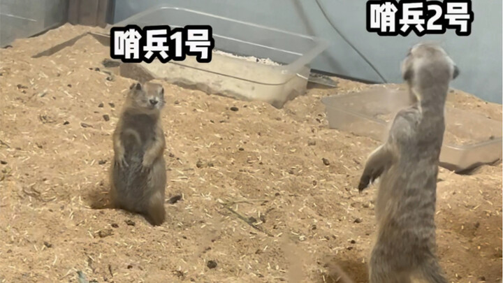 Ketika marmut menyusup ke dalam kawanan meerkat……