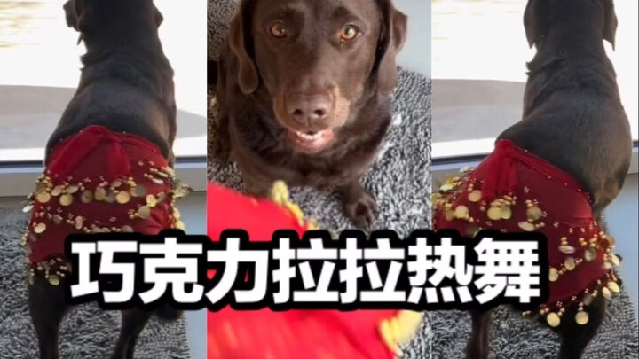 Setelah sang majikan membelikan baju tari untuk si Labrador yang sangat pandai menggoyangkan pantat~