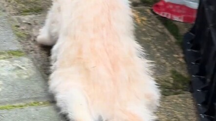 ทนเห็นความทุกข์ยากของสัตว์ในโลกนี้ไม่ได้ ลูกแมวตัวน้อยถูกคนใจร้ายทำร้ายจนขาทั้งสองข้างหัก ค่ารักษาพย