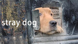 [Pecinta Anjing] Golden retriever di rumah jagal, sedih sekali