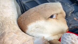 In Guangdong, a man was met with a "heart-wrenching stare" when he was selling his own goose. Feelin