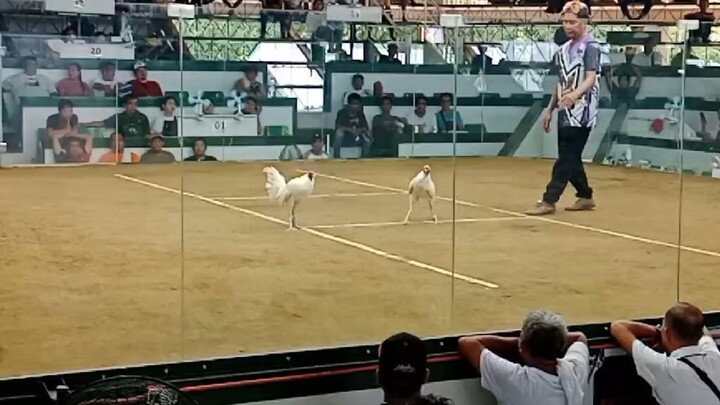 1x winner white hindi na pinalad loss