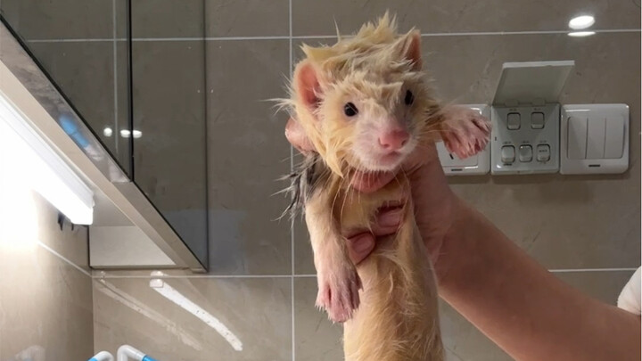 Sloppy Little Mink is taking a bath!