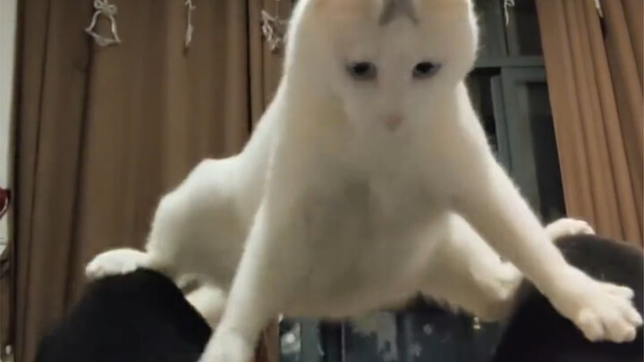 القطط تكره البشر الذين لا يعرفون حدودهم!