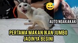 Kucing Lumpuh Lucu banget Pas Di Kasih Ikan Jumbo Babon Begini Jadinya 😁