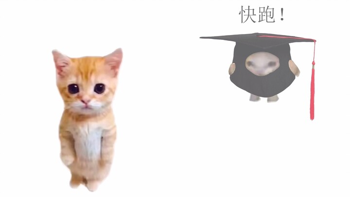 Croissant cat, but in graduate school