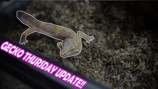 Gecko Thursday Update!! | Vlog#28