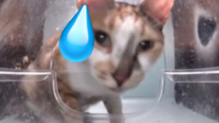 แมว: ถ้าไม่อยากให้ฉันกินก็บอกไปเถอะ