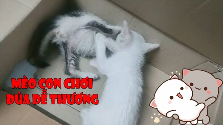 Mèo Rất Thích Chơi Đùa Chổ Lạ - Funny and Cute Cat | MI LU