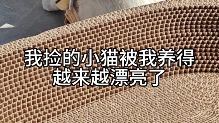 The little cat I picked up is getting more and more beautiful as I raise it!