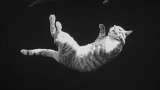 Mengapa kucing selalu mendarat dengan keempat kakinya saat jatuh?