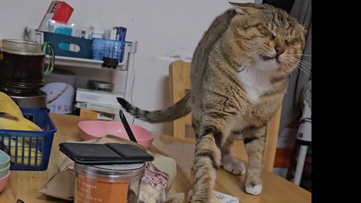 The cat has a guilty conscience.
