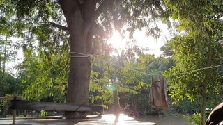 Ra Ruộng Bắt Ếch Về Làm Món Vũ Nữ Đùi Ếch Ướp Xả Phơ Một Nắng Đem Nhúng Chảo Dầu