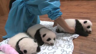 "Panda". You're indeed watching a video about pandas but not dogs.