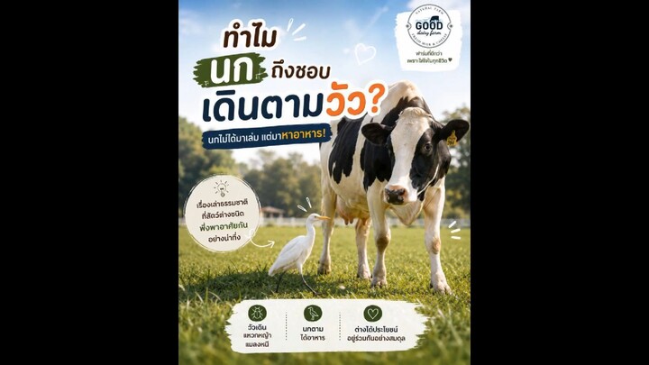 ทำไมนกถึงชอบเดินตามวัว? 🐄🐦