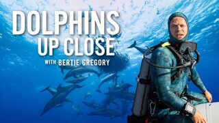 Dolphins Up Close with Bertie Gregory – SUBTITLE INDONESIA (2025)