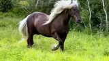 A flowing pony with black skin and white mane