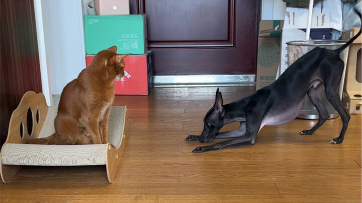 Ini juga bisa dibilang berhasil mengajak main…