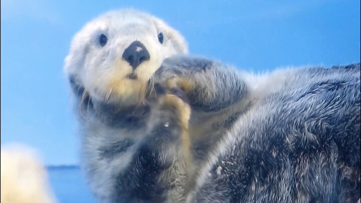 لما شاف الصغير أن كثير من الناس بيشوفوه، بدأ يحرك مخالبه حالاً ليُرتِّب وبره على رأسه... يا له من أم