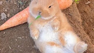ANG CUTE NG RABBIT😍