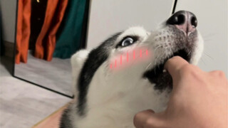 I just learned a trick to make Husky shut up