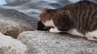 Cat Life: Records of Fishing Life at the Sea! 😂
