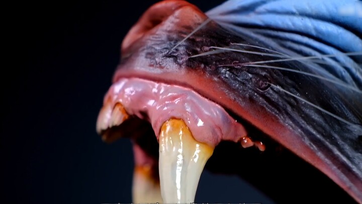 Limited to 200 pieces! Mouth full of details! GRHC & Shiga Model 1/3 Mandrill Bust Preview!