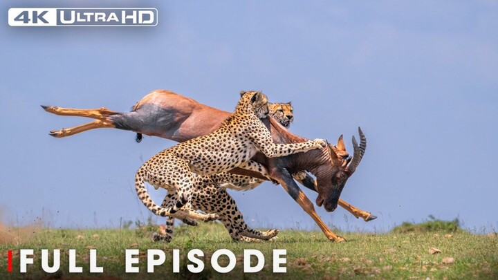 Explore the Clash of the Titans  Lions vs. Hyenas a Fight for Territory  Full Documentary (1080P_HD)