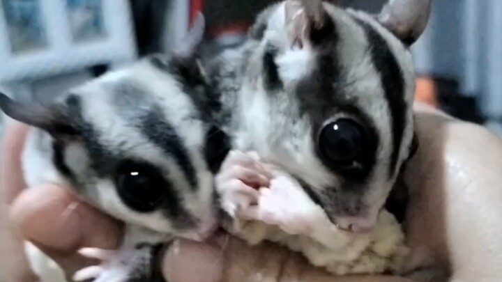 เด็กๆที่น่ารัก🐿️🐿️🐿️ #ชูการ์ไกรเดอร์